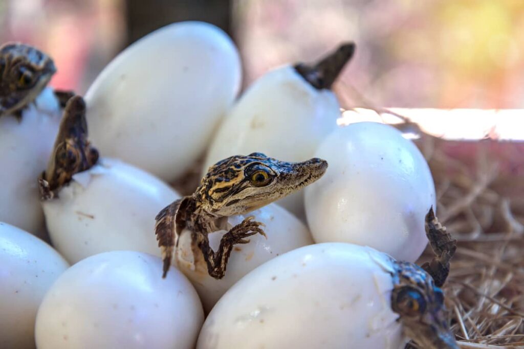 Crocodile eggs are edible in some parts of the world